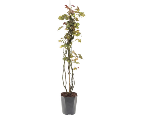 Rosier grimpant 'Our Last Summer' FloraSelf Co 3 l fleurs doubles