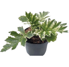 Bärentatze Acanthus mollis ‘Whitewater’ H 10-40 cm Co 3 L