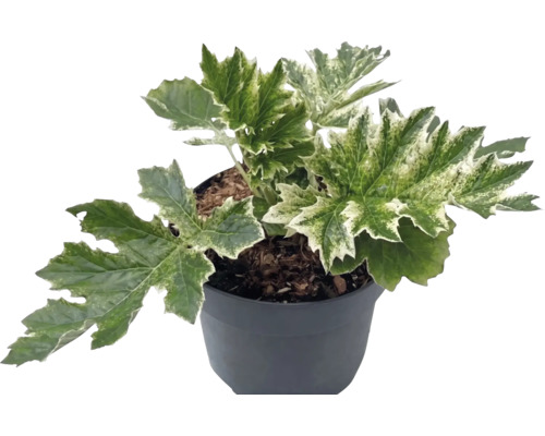 Bärentatze Acanthus mollis ‘Whitewater’ H 10-40 cm Co 3 L