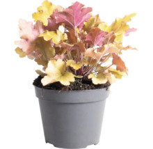 Purpurglökchen Heuchera 'Indian Summer Orange' H 5-20 cm Co 1,5 L