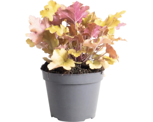 Purpurglökchen Heuchera 'Indian Summer Orange' H 5-20 cm Co 1,5 L