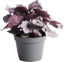 Purpurglökchen Heuchera 'Indian Summer Silver' H 5-20 cm Co 1,5 L