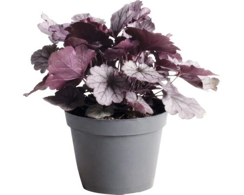 Purpurglökchen Heuchera 'Indian Summer Silver' H 5-20 cm Co 1,5 L