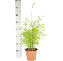 Kugeliger Gartenbambus Fargesia nitida Volcano H 30-40 cm Co 2 L