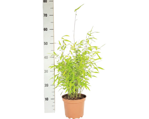 Bambou de jardin en boule Fargesia nitida Volcano h 30-40 cm Co 2 l