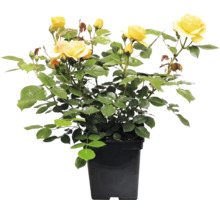 Beetrose 'Absolutely Fabulous' FloraSelf Rosa 'Absolutely Fabulous' Co 5 L gefüllte Blüten