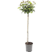 Hochstämmchen mit grüner Blattkrone im Pflanztopf, gestützt durch einen Bambusstab.