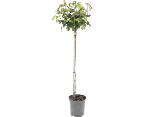 Hochstämmchen mit grüner Blattkrone im Pflanztopf, gestützt durch einen Bambusstab.