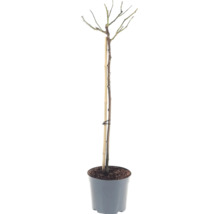 Rosenstock 'Hansestadt Rostock' FloraSelf Rosa 'Hansestadt Rostock' Stammhöhe 90 cm Co 6,5 L
