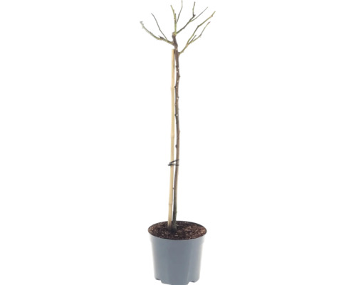 Rosier 'Hansestadt Rostock' FloraSelf Rosier 'Hansestadt Rostock' hauteur 90 cm Co 6,5 L