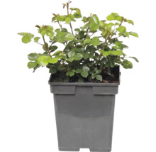 Beetrose 'Bailando' FloraSelf Rosa 'Bailando' Co 5 L