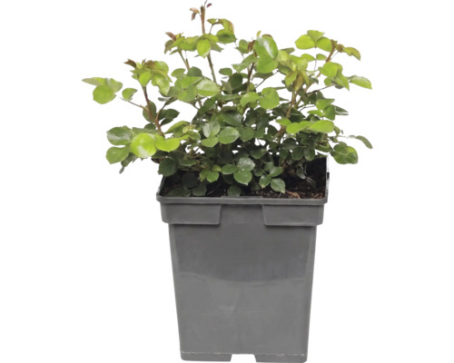 Beetrose 'Bailando' FloraSelf Rosa 'Bailando' Co 5 L