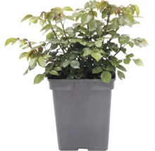 Beetrose 'Garden of Roses' FloraSelf Rosa 'Garden of Roses' Co 5 L