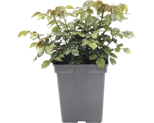 Beetrose 'Garden of Roses' FloraSelf Rosa 'Garden of Roses' Co 5 L