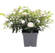 Beetrose 'Garden of Roses' FloraSelf Rosa 'Garden of Roses' Co 5 L