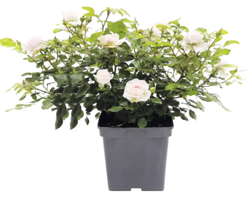 Beetrose 'Garden of Roses' FloraSelf Rosa 'Garden of Roses' Co 5 L
