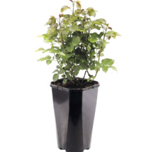 Rosenstock in einem schwarzen Kunststofftopf mit eckigem Design.