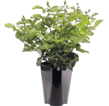 Rosenpflanze mit vielen grünen Blättern und Knospen in einem hohen schwarzen Pflanztopf.