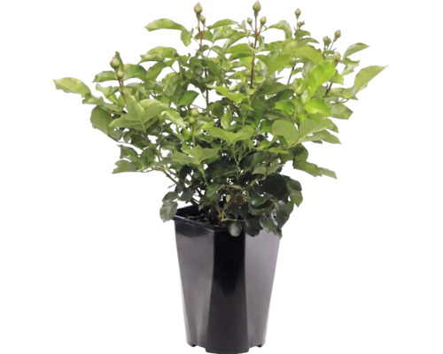 Rosenpflanze mit vielen grünen Blättern und Knospen in einem hohen schwarzen Pflanztopf.
