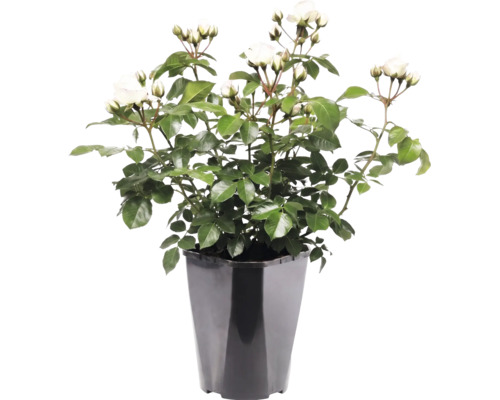 Weiße Rosenpflanze mit grünen Blättern und Knospen in einem schwarzen Kunststofftopf.