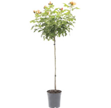 Stammrose mit apricotfarbenen Blüten im Kunststofftopf.