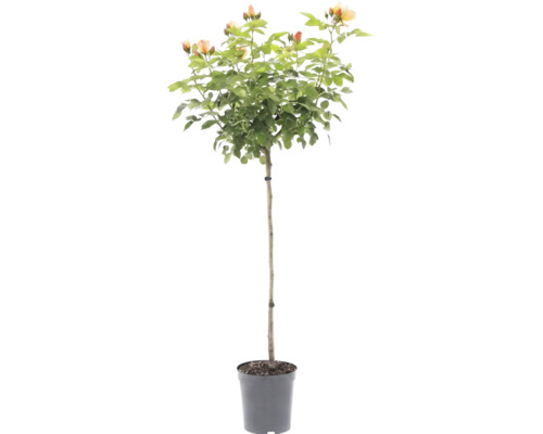 Rosier sur tige avec des fleurs de couleur abricot dans un pot en plastique.