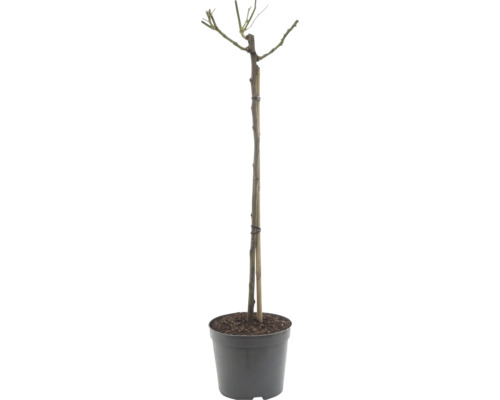 Hochstamm-Rose im Pflanztopf mit Bambusstab zur Stabilisierung.