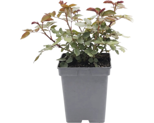 Rose in einem grauen Kunststofftopf mit grünen Blättern.