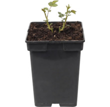 Jeune rosier dans un pot carré noir avec de la terre.