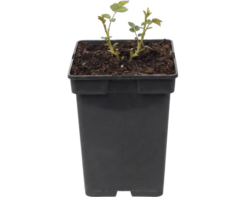 Jeune rosier dans un pot carré noir avec de la terre.