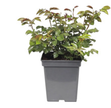 Jeune plante avec des feuilles vertes et des pousses rougeâtres dans un pot en plastique gris carré.