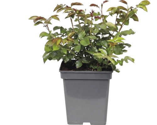 Jeune plante avec des feuilles vertes et des pousses rougeâtres dans un pot en plastique gris carré.