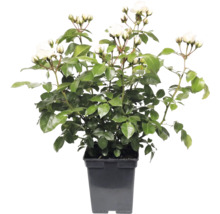 Rosier à fleurs blanches dans un pot noir avec des feuilles vertes et de nombreux boutons floraux.