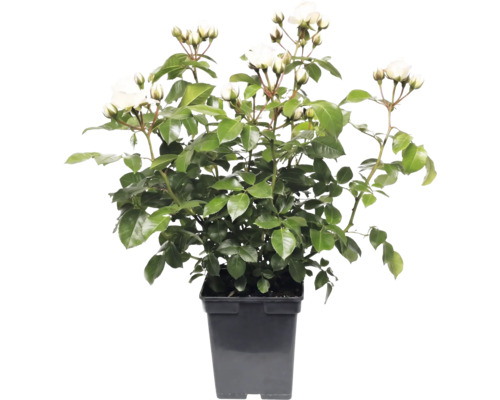 Rosier à fleurs blanches dans un pot noir avec des feuilles vertes et de nombreux boutons floraux.