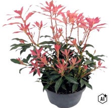 Lavendelheide Pieris japonica mit rötlichem Austrieb im schwarzen Pflanztopf. (Image AI modified or generated)