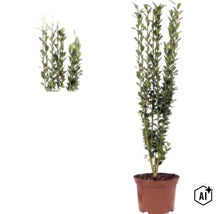 Ilex crenata Fastigiata, Japanische Hülse, aufrecht wachsender Strauch im Topf mit kleinen grünen Blättern. (Image AI modified or generated)