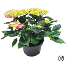 Bauernhortensie Hydrangea macrophylla im Pflanztopf mit grünen Blättern und Blütenständen. (Image AI modified or generated)
