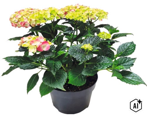 Bauernhortensie Hydrangea macrophylla im Pflanztopf mit grünen Blättern und Blütenständen. (Image AI modified or generated)