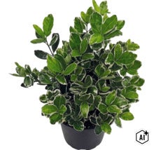Kriechspindel Euonymus fortunei Emerald Gaiety in einem schwarzen Kunststofftopf. (Image AI modified or generated)