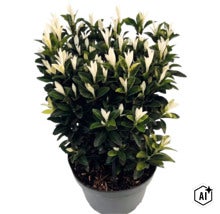 Japanischer Spindelstrauch Euonymus japonicus Paloma Blanca im Kunststofftopf mit dunkelgrünen Blättern und weißen Triebspitzen. (Image AI modified or generated)