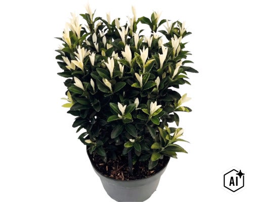 Japanischer Spindelstrauch Euonymus japonicus Paloma Blanca im Kunststofftopf mit dunkelgrünen Blättern und weißen Triebspitzen. (Image AI modified or generated)