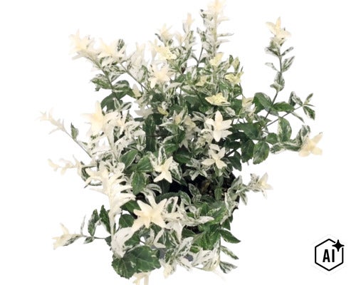 Fusain de Fortune Euonymus fortunei avec des feuilles panachées vertes et blanches. (Image AI modified or generated)