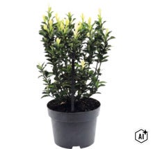 Japanischer Spindelstrauch Paloma Blanca im Pflanztopf mit Stützstab. (Image AI modified or generated)