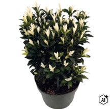 Japanischer Spindelstrauch Euonymus fortunei Paloma Blanca mit dunkelgrünen Blättern und weißen Triebspitzen im Pflanztopf. (Image AI modified or generated)