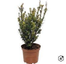 Gemeine Eibe (Taxus baccata) im Kunststofftopf, immergrüner Strauch mit dichten Nadeln für Garten oder Terrasse. (Image AI modified or generated)