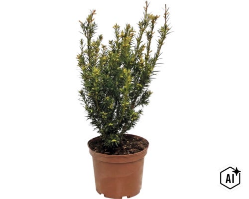 Gemeine Eibe (Taxus baccata) im Kunststofftopf, immergrüner Strauch mit dichten Nadeln für Garten oder Terrasse. (Image AI modified or generated)