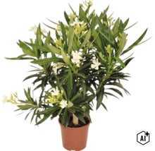 Laurier-rose blanc dans un pot marron avec des feuilles vertes étroites. (Image AI modified or generated)