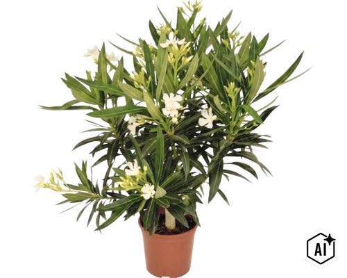 Weißer Oleander in einem braunen Pflanztopf mit schmalen grünen Blättern. (Image AI modified or generated)