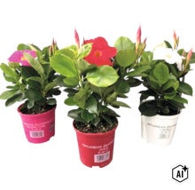 Drei Dipladenia Sundaville Pflanzen in Töpfen mit Blüten in verschiedenen Farben und grünen Blättern. (Image AI modified or generated)