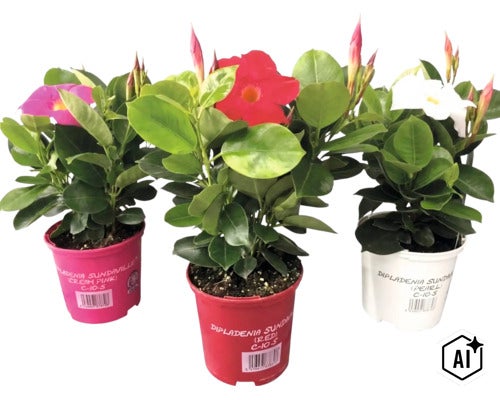 Drei Dipladenia Sundaville Pflanzen in Töpfen mit Blüten in verschiedenen Farben und grünen Blättern. (Image AI modified or generated)